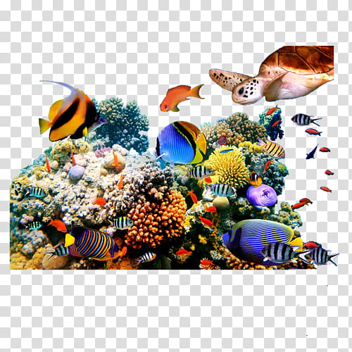 Coral Reef, Painting, Mural, Marine Life, Ocean, Seabed, Underwater, Flora transparent background PNG clipart