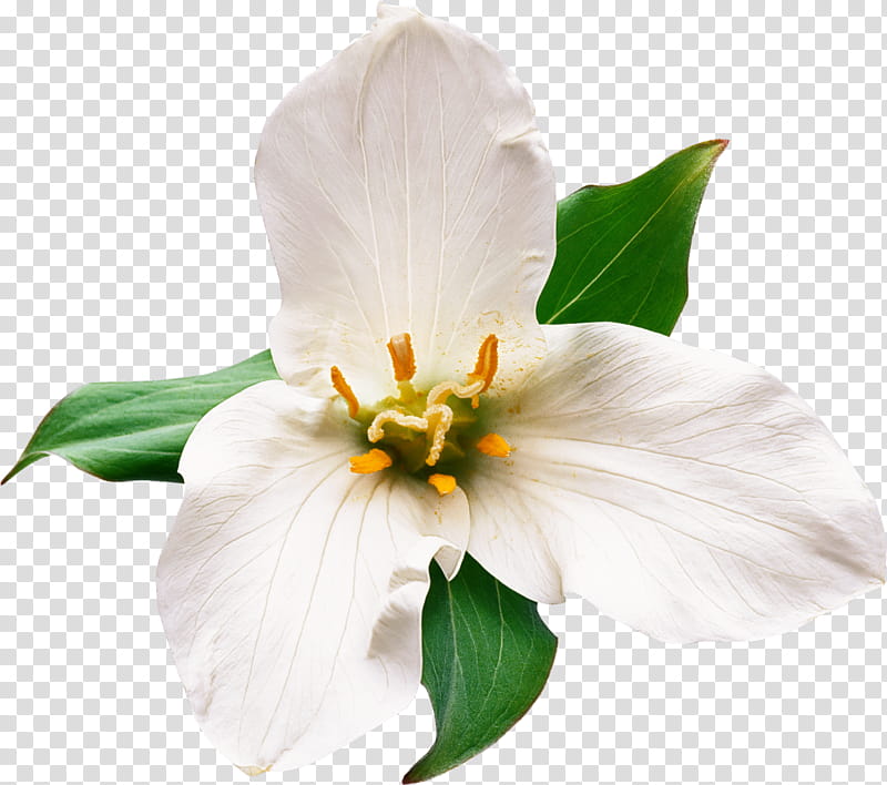 flower white petal plant mock orange, Magnolia, Trillium, Magnolia Family, Wildflower transparent background PNG clipart