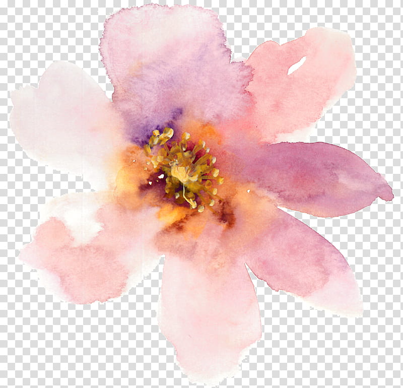 Cherry blossom, Pink, Petal, Flower, Plant, Watercolor Paint, Rosa Rubiginosa, Peony transparent background PNG clipart