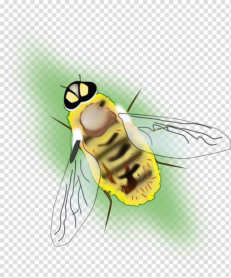 Bee, Watercolor, Paint, Wet Ink, Honey Bee, Closeup, Insect, Fly transparent background PNG clipart