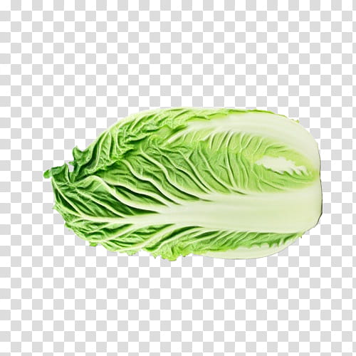 green vegetable cabbage leaf leaf vegetable, Watercolor, Paint, Wet Ink, Plant, Chinese Cabbage, Food, Wild Cabbage transparent background PNG clipart