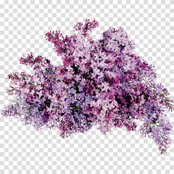 flower power s, purple petaled flower arrangement transparent background PNG clipart