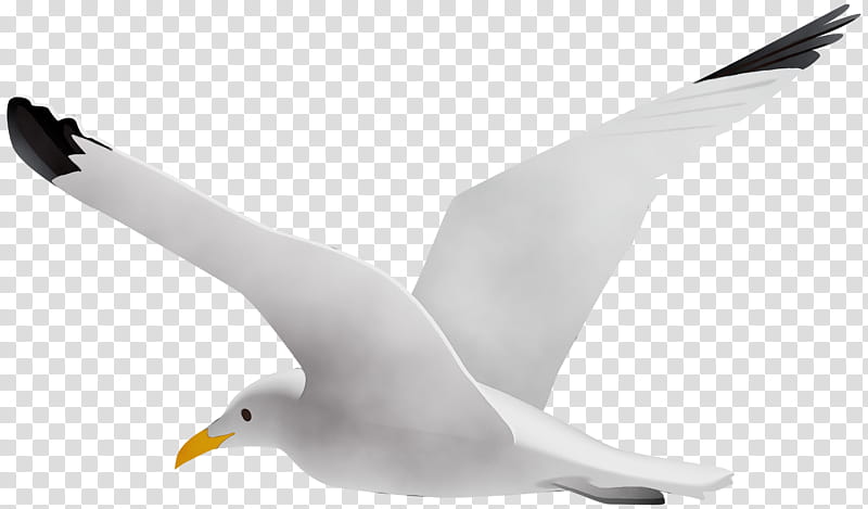 bird european herring gull gull white beak, Watercolor, Paint, Wet Ink, Seabird, Wing, Great Blackbacked Gull, Water Bird transparent background PNG clipart