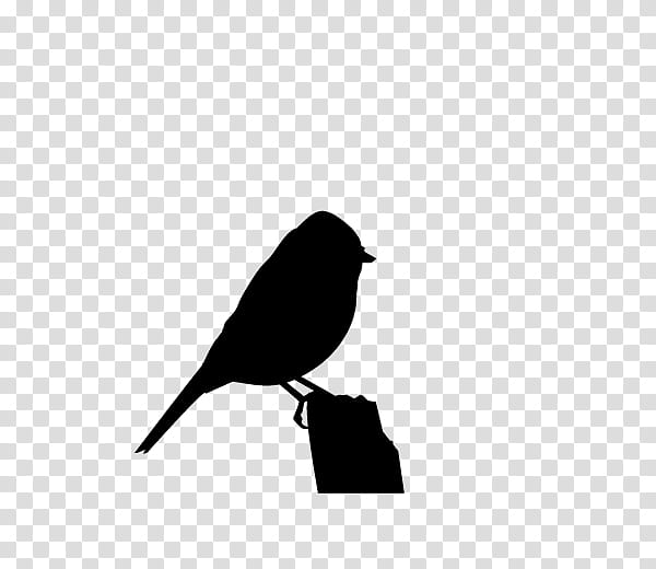 Robin Bird, Beak, American Sparrows, Silhouette, Black M, White, Blackbird, Songbird transparent background PNG clipart