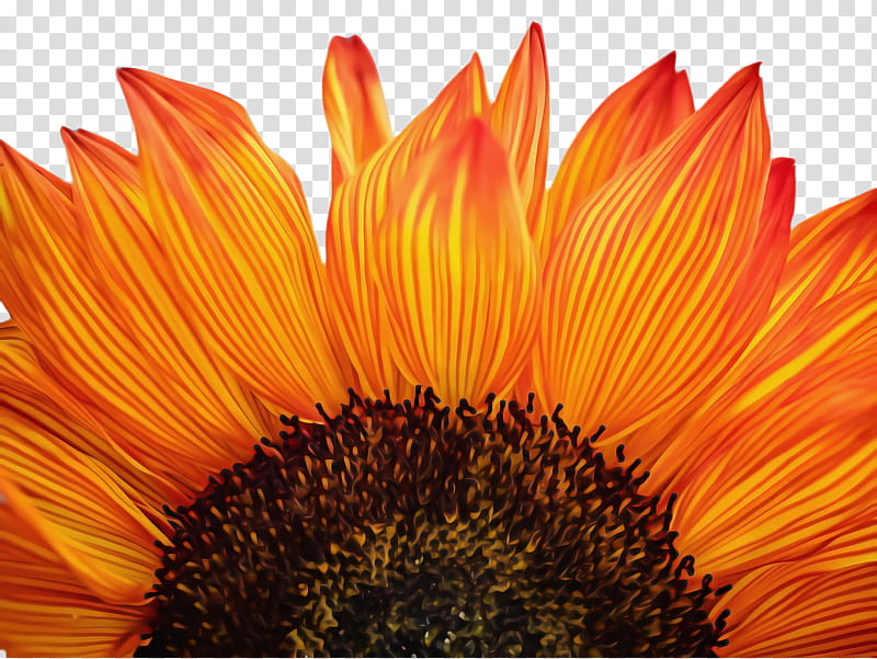 Flowers, Sunflower, Flora, Bloom, Common Sunflower, Sunflower Seed, Pollen, Yellow transparent background PNG clipart