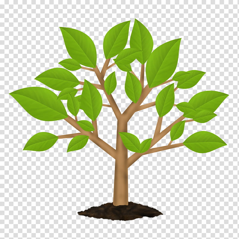 Palm Tree Leaf, Symbol, Wood, Oak, Logo, Tree Of Life, Palm Trees, Plant transparent background PNG clipart