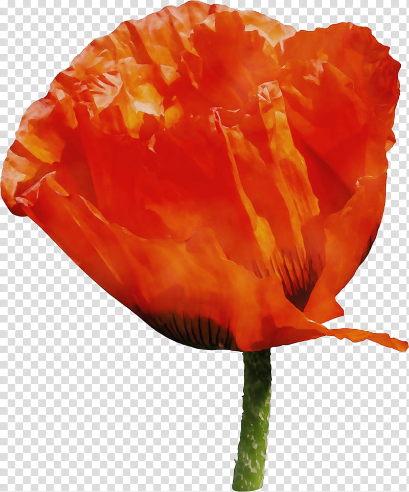 Orange, Watercolor, Paint, Wet Ink, Red, Flower, Petal, Plant, Corn Poppy, Oriental Poppy transparent background PNG clipart