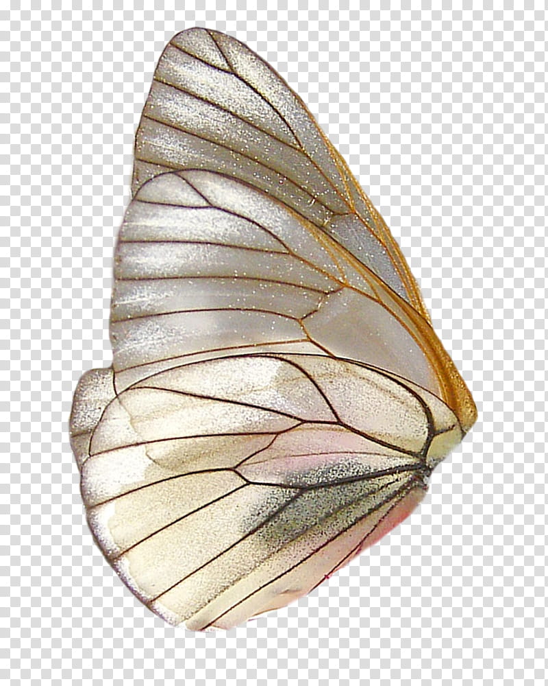 WINGS, white wing illustration transparent background PNG clipart