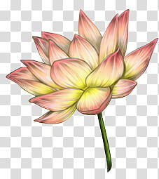 pink lotus flower transparent background PNG clipart