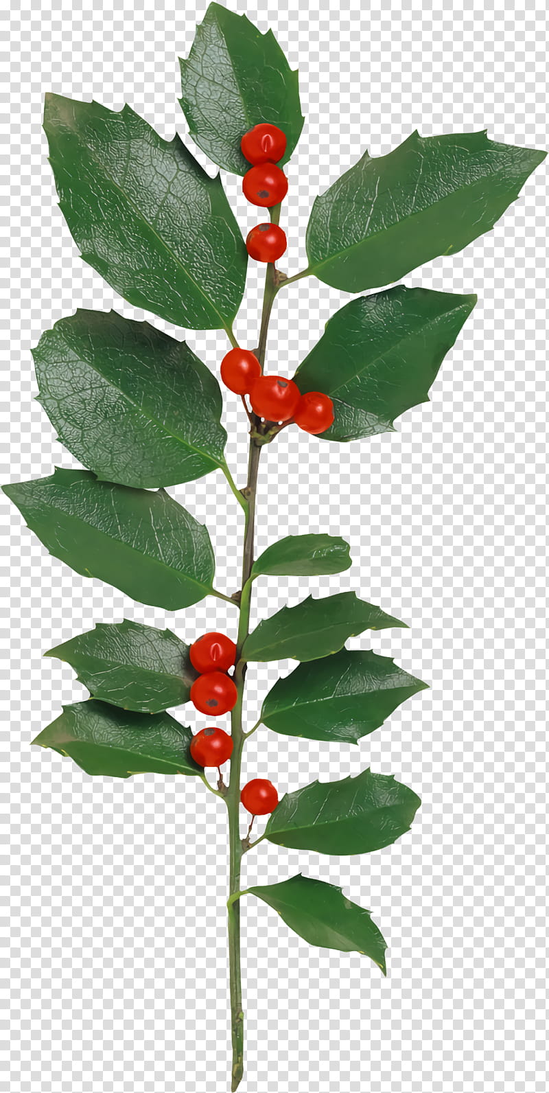 christmas holly Ilex holly, Christmas , Flower, Plant, Leaf, Tree, Woody Plant, Schisandra transparent background PNG clipart