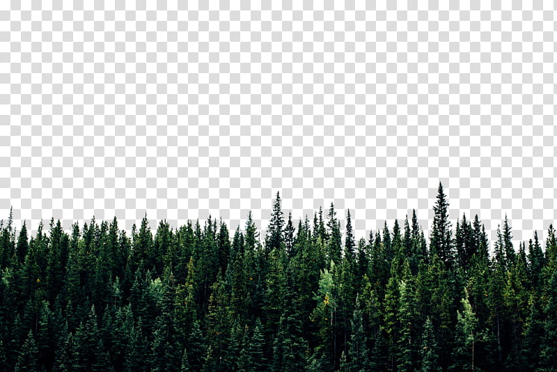 , green trees transparent background PNG clipart