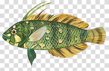 green and brown fish illustration transparent background PNG clipart