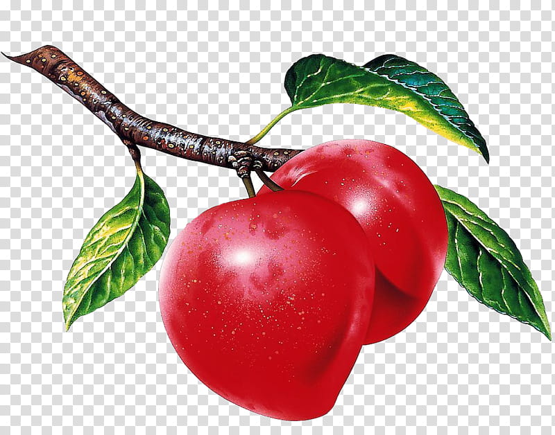 Fruits, two round red fruits on brown branche transparent background PNG clipart