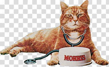 tabby cat with stethoscope transparent background PNG clipart