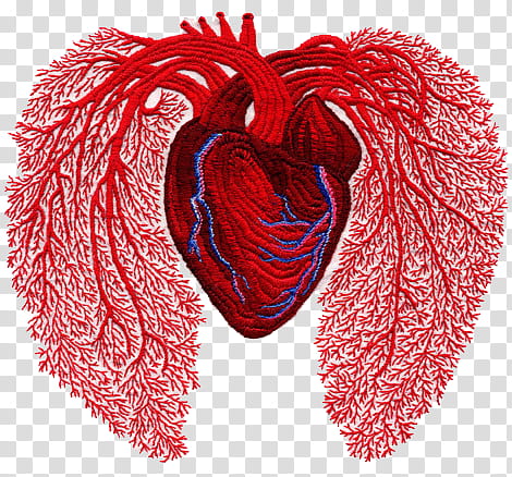Anatomy v , human heart illustration transparent background PNG clipart