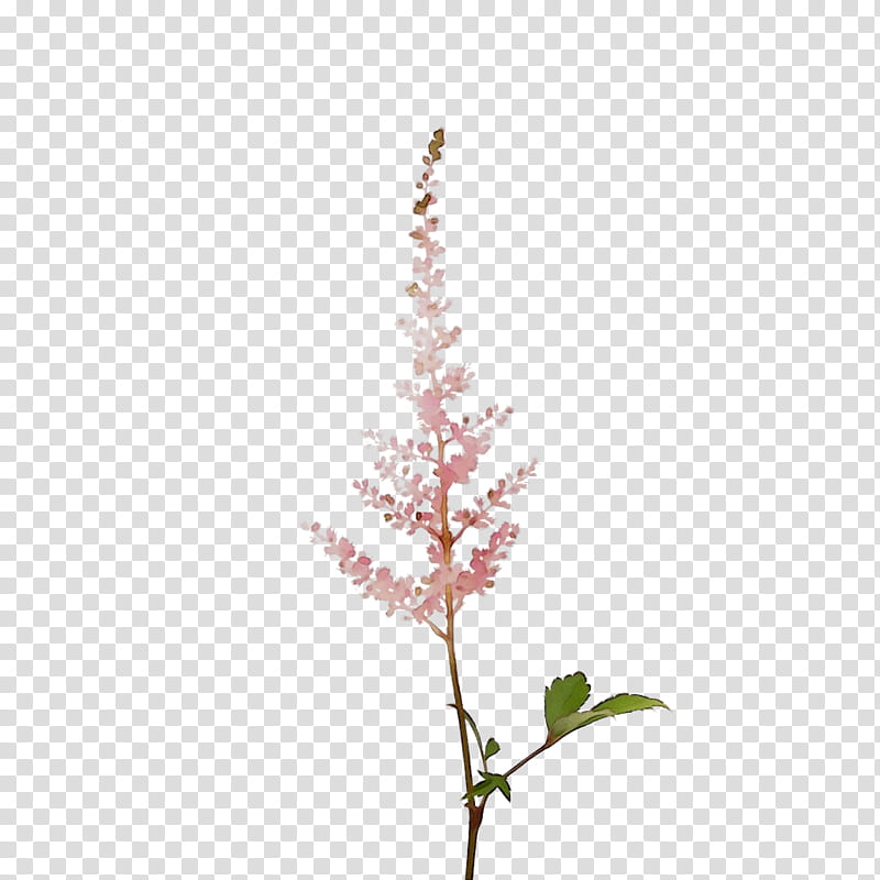 Twig, Plant Stem, Leaf, Flower, Plants, Astilbe, Smartweedbuckwheat Family, Ocimum Tenuiflorum transparent background PNG clipart