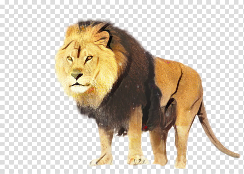 Cartoon Nature, Lion, Video, Animal, Tiger, Man, Mp3, Masai Lion transparent background PNG clipart