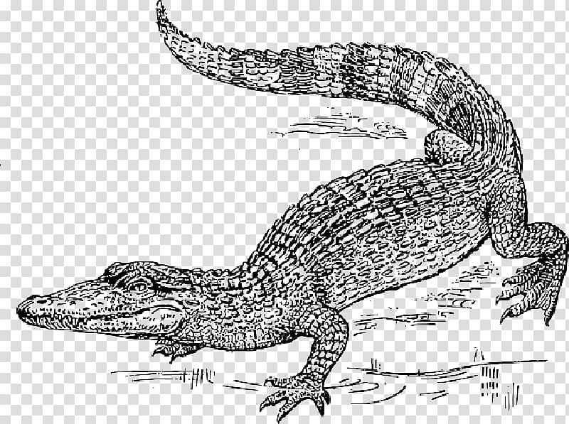 Alligator, Crocodile, Alligators, Drawing, Reptile, Line Art, Crocodiles, Lizard transparent background PNG clipart