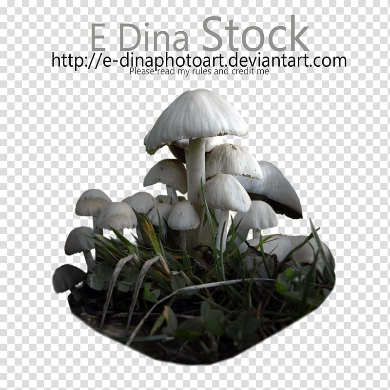 Mushrooms, white mushrooms transparent background PNG clipart