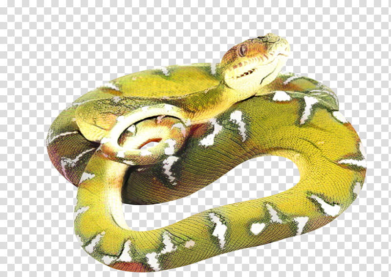Snake, Snakes, Reptile, Vipers, Green Anaconda, Smooth Green Snake, Animal, Trimeresurus Stejnegeri transparent background PNG clipart