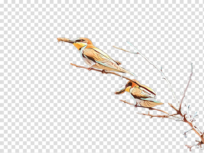 bird finch coraciiformes branch beak, Songbird, Perching Bird, Twig, Brambling, Cuckoo transparent background PNG clipart