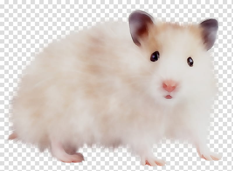Hamster, Mus, Computer Mouse, Brown Rat, Cat, Pet, Muroids, Pointer transparent background PNG clipart