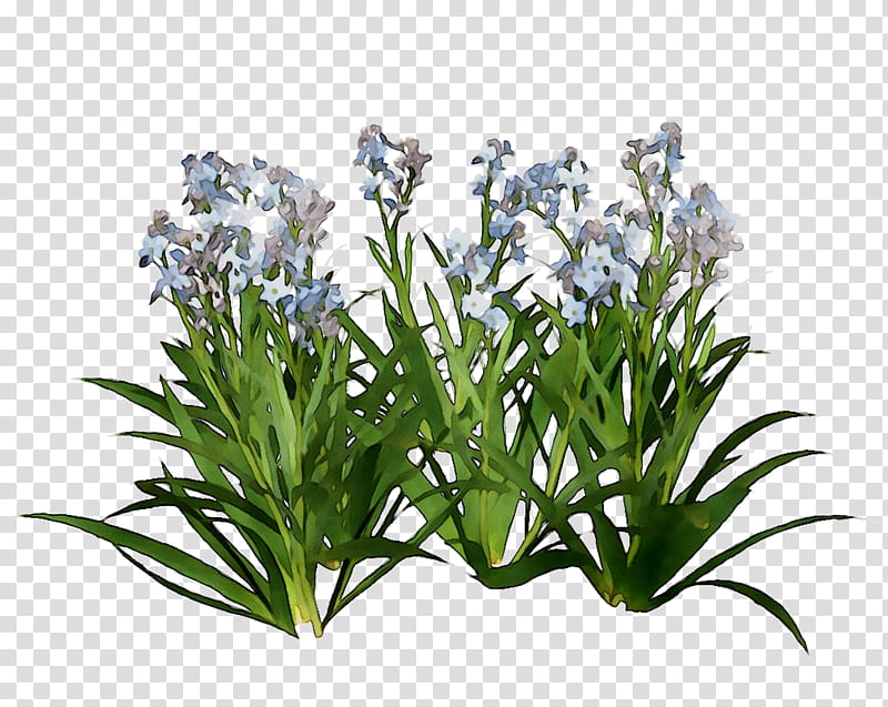 Lavender Flower, Hyacinth, Flowerpot, Herb, Saving, Price, Mahr, Betel transparent background PNG clipart