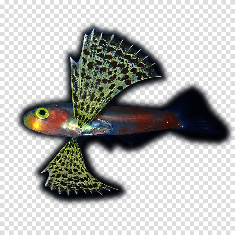 Fish, Genus, Juvenile Fish, Scuba Diving, Tail transparent background PNG clipart