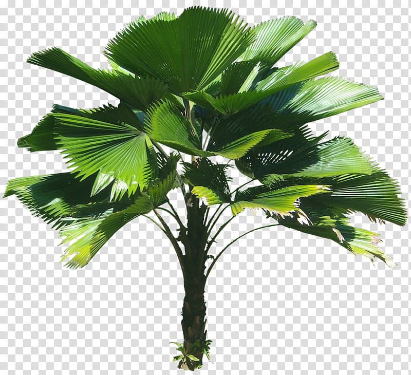 naturaleza, green fan palm plant transparent background PNG clipart