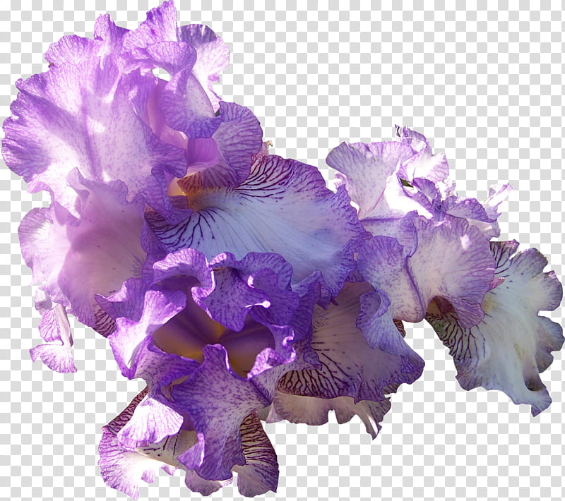 Light Purple Iris Cluster, purple flowers transparent background PNG clipart