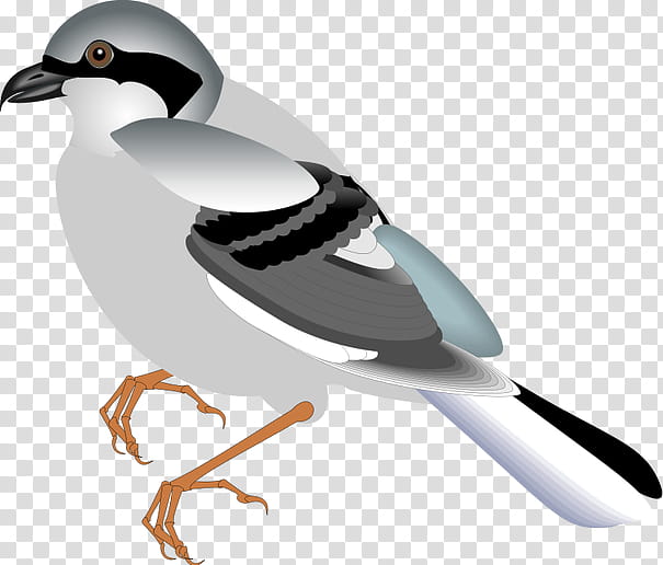 Flying Bird, Sparrow, Duck, Bird Illustrations, Flight, Bird Flight, Flying And Gliding Animals, Flightless Bird transparent background PNG clipart