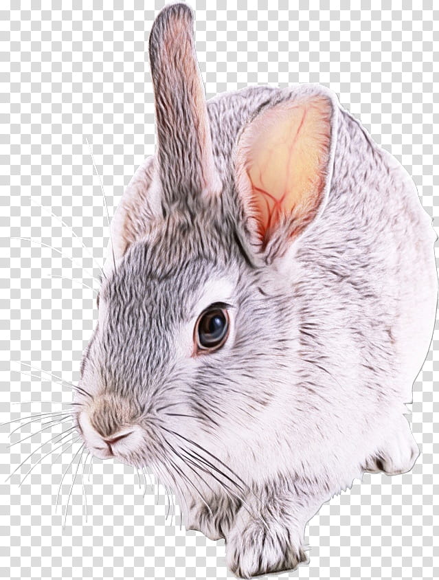 rabbit mountain cottontail rabbits and hares chinchilla snout, Watercolor, Paint, Wet Ink, Ear, Whiskers transparent background PNG clipart