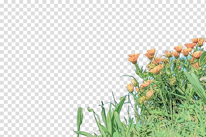Marigold Flower, Blossom, Bloom, Flora, Grasses, Meadow, Herb, Plant transparent background PNG clipart