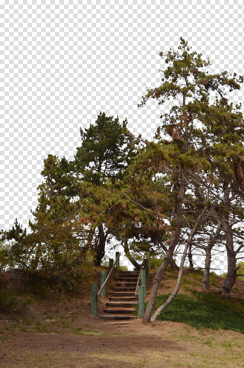 Forest Clearing Staircase Background  transparent background PNG clipart