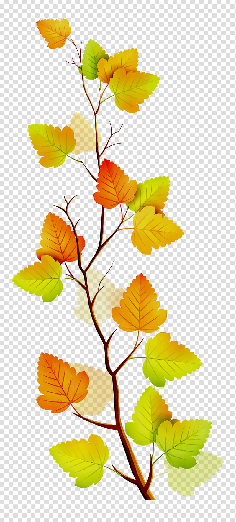 Orange Tree, Twig, Leaf, Plant Stem, Deciduous, Orange Sa, Plants, Branch transparent background PNG clipart