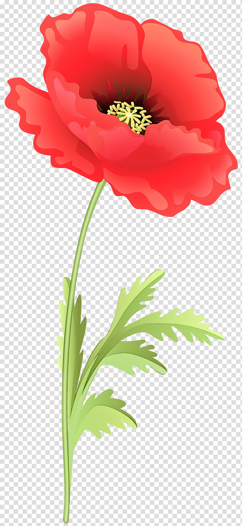 flower flowering plant petal red plant, Cut Flowers, Corn Poppy, Coquelicot transparent background PNG clipart