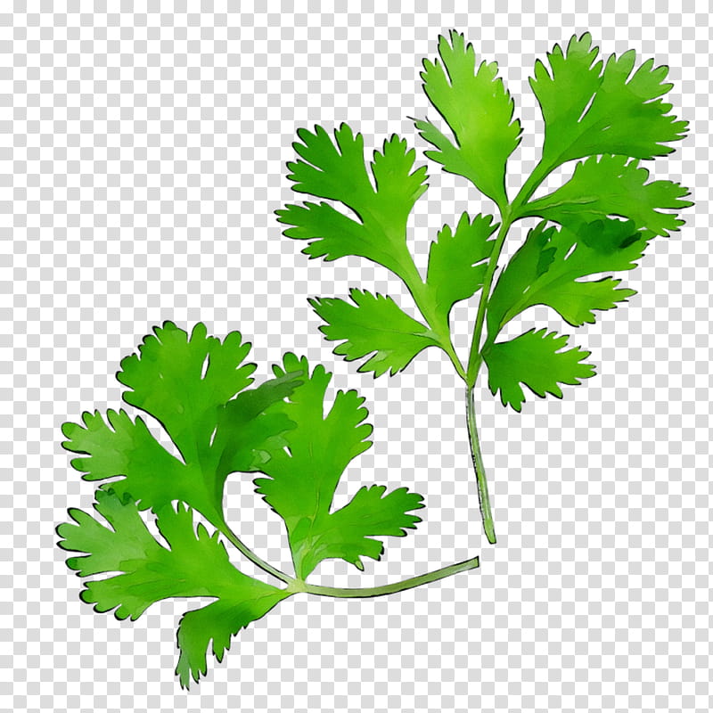 Family Tree, Parsley, Coriander, Leaf, Plant Stem, Herbalism, Plants, Leaf Vegetable transparent background PNG clipart
