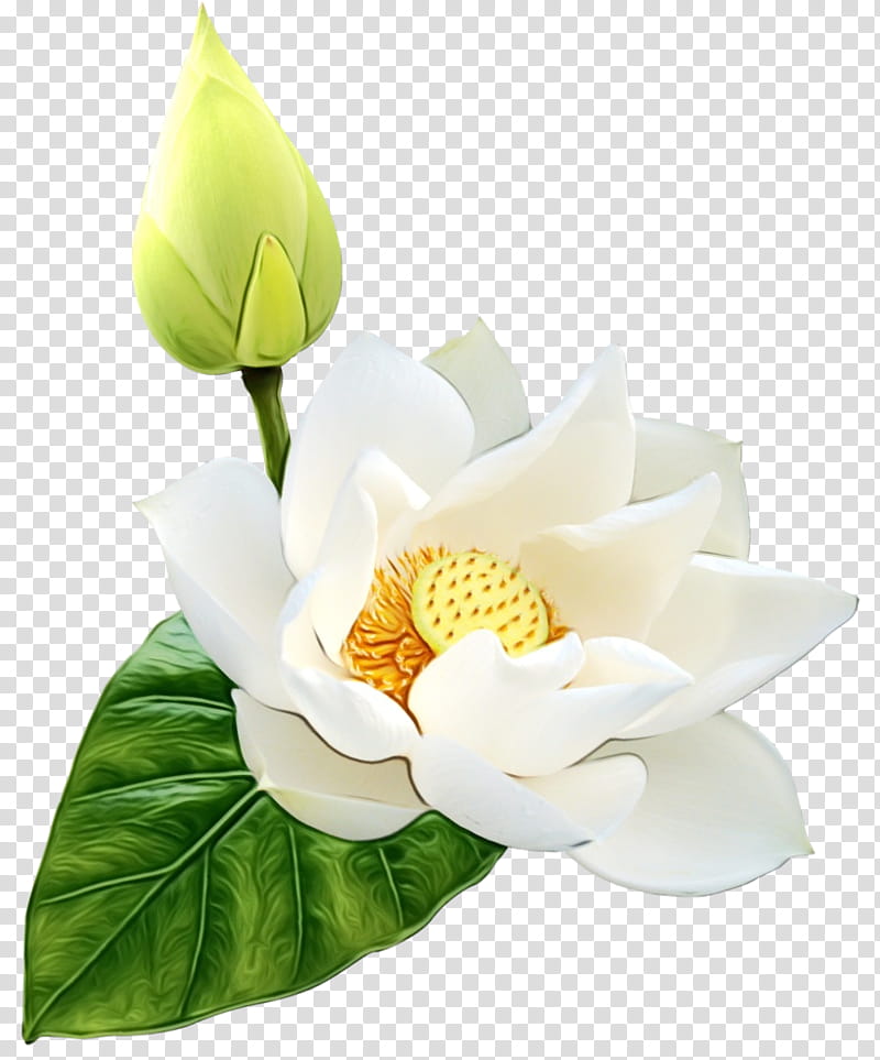 White Lily Flower, Nymphaea Nelumbo, Drawing, Petal, Lotus Family, Aquatic Plant, Sacred Lotus, Yellow transparent background PNG clipart