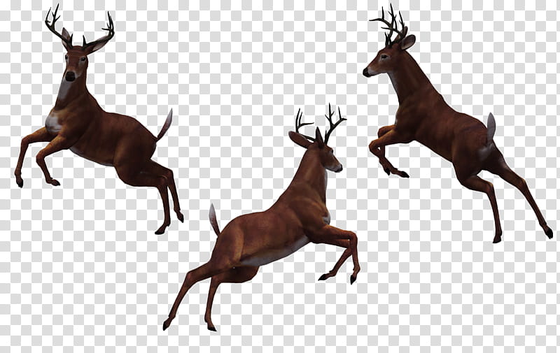 Deer Buck , three brown male deers transparent background PNG clipart