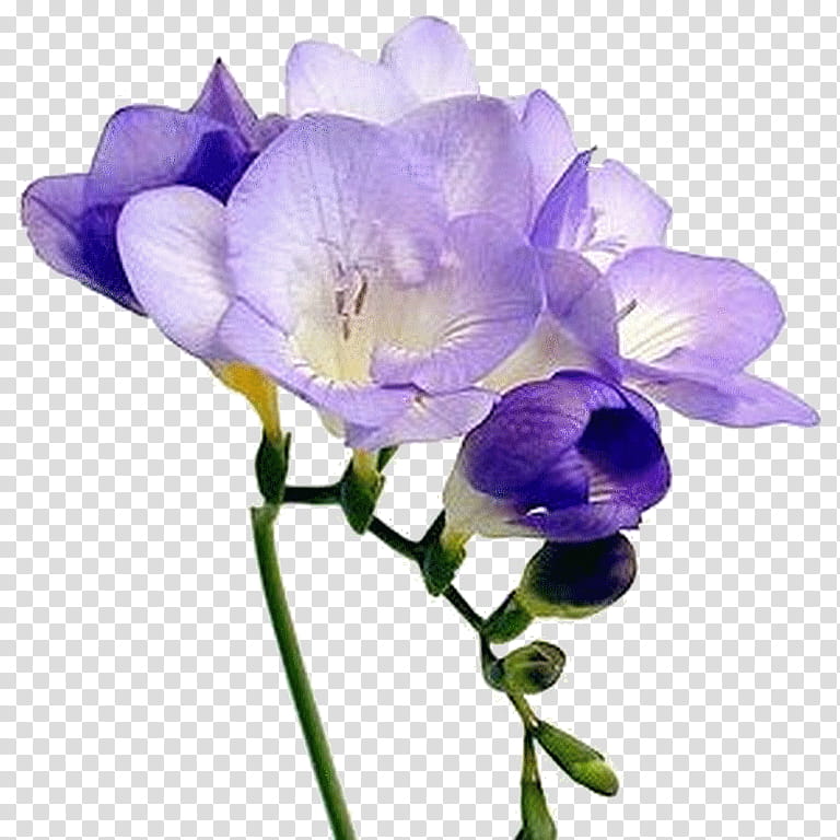Sweet Pea Flower, Freesia, Flower Bouquet, Blume, Lavender, Cut Flowers, Floral Design, Yellow transparent background PNG clipart