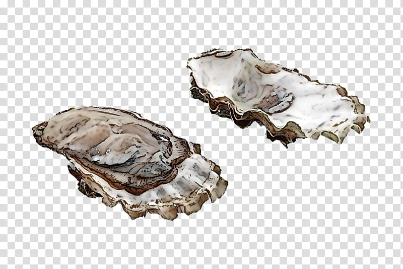 oyster rock bivalve seafood beige, Shellfish transparent background PNG clipart