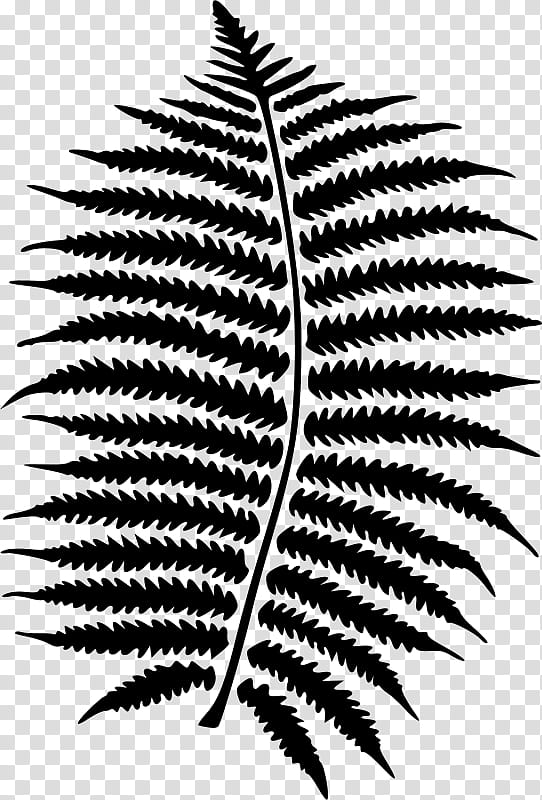 Black And White Flower, Fern, Leaf, Plants, Poster, Black White M, Nature, Text transparent background PNG clipart