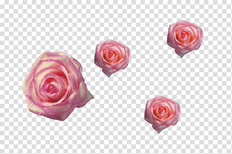 Pink Flower, Garden Roses, Cabbage Rose, Cut Flowers, Petal, Artificial Flower, Pink M, Hybrid Tea Rose transparent background PNG clipart