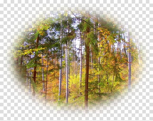 Cartoon Nature, Tree, Forest, 2018, Leaf, Sunlight, Plant, Autumn transparent background PNG clipart