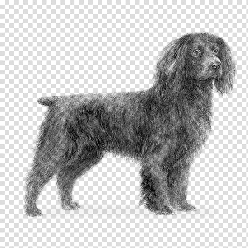 Water, Field Spaniel, American Water Spaniel, Sussex Spaniel, Boykin Spaniel, Wirehaired Pointing Griffon, Portuguese Water Dog, Otterhound transparent background PNG clipart