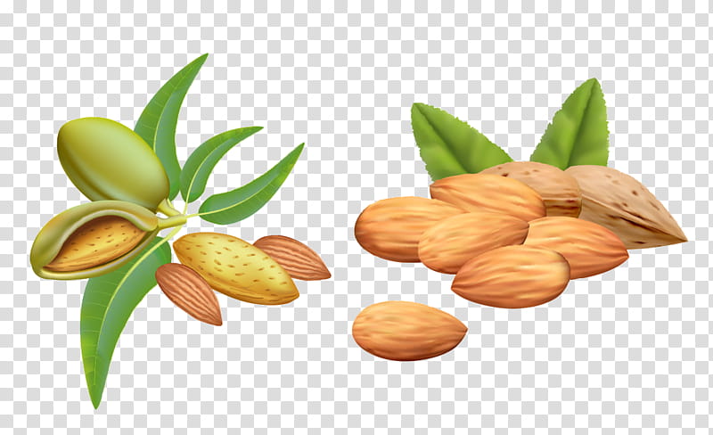 Flower Drawing, Almond, Almond Oil, Carrier Oil, Fruit, Plant, Food, Nut transparent background PNG clipart