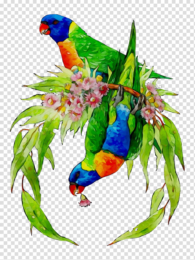 Bird Parrot, Lovebird, Macaw, Loriini, Parakeet, Feather, Beak, Pet transparent background PNG clipart