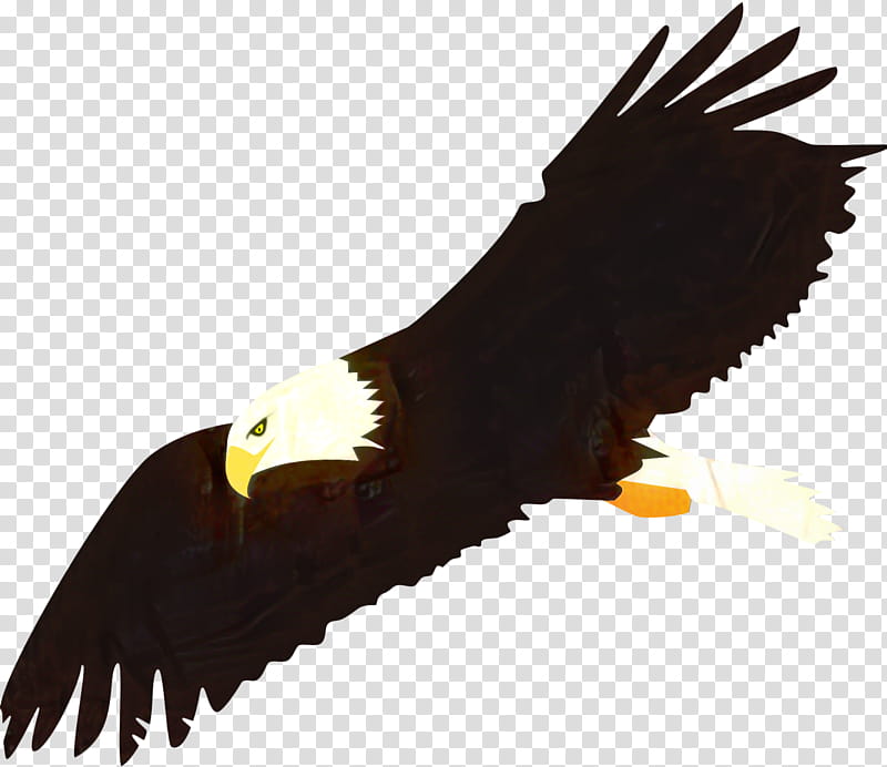 Bird Silhouette, Bald Eagle, Flight, Drawing, Golden Eagle, Bird Of Prey, Accipitridae, Beak transparent background PNG clipart