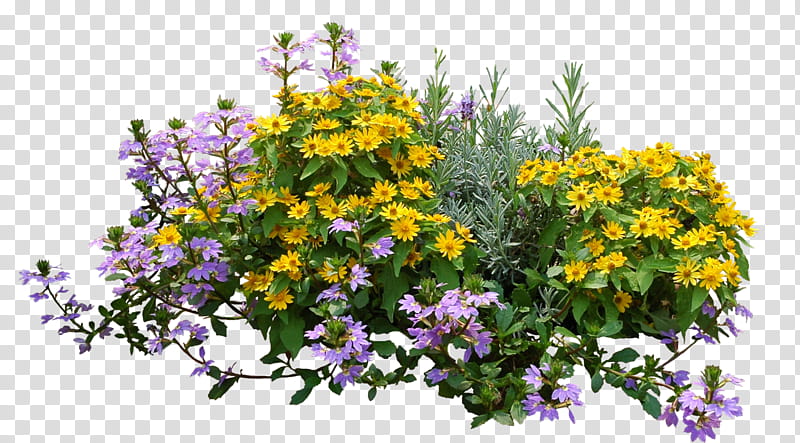 plants and flowers clipart