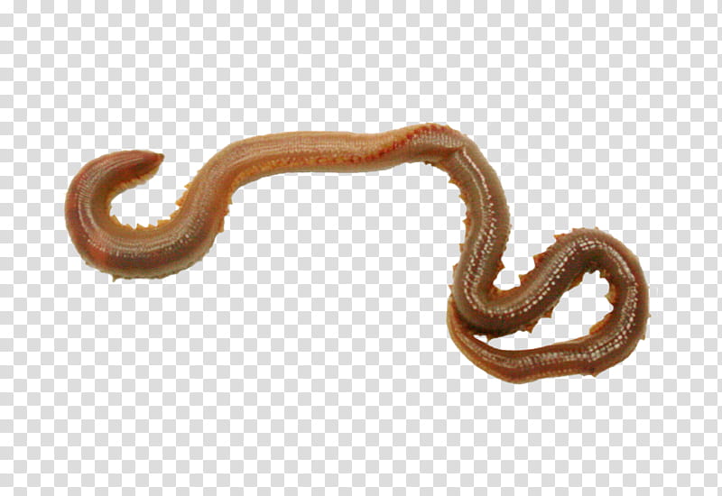Snake, Worm, Annelid, Earthworm, Ringedworm transparent background PNG clipart